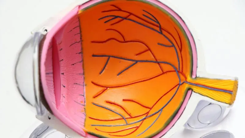 Retina Surgery