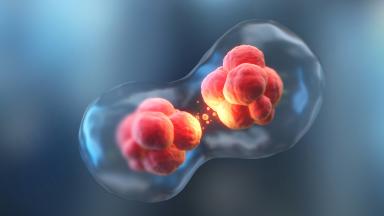 Bispecific Antibody Therapy