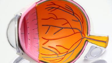 Retina Surgery