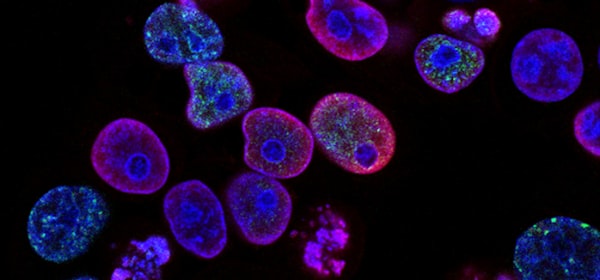 Stem Cell Center